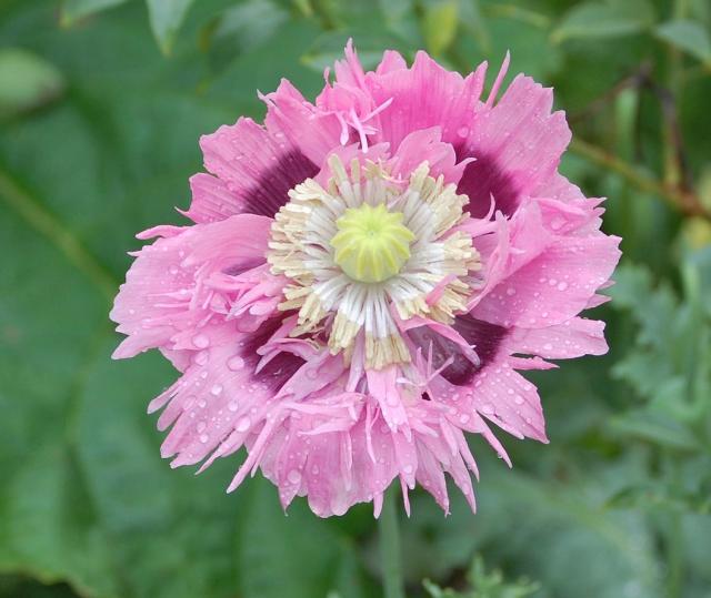 pink poppy with reindrops photo.jpg