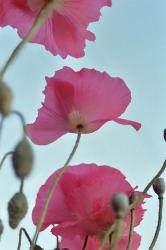 pink poppy flowers.jpg