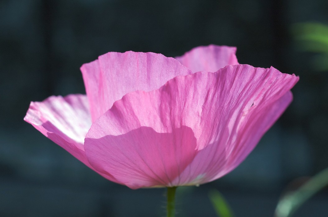 pink poppy flower.jpg