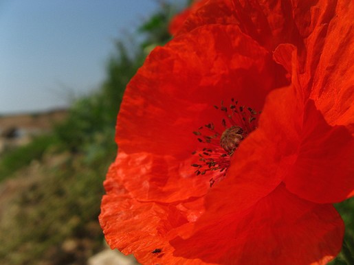 pictures of poppy flower.jpg