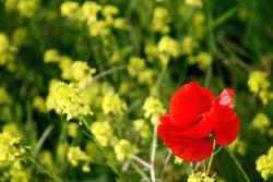 picture of red poppy picture.jpg