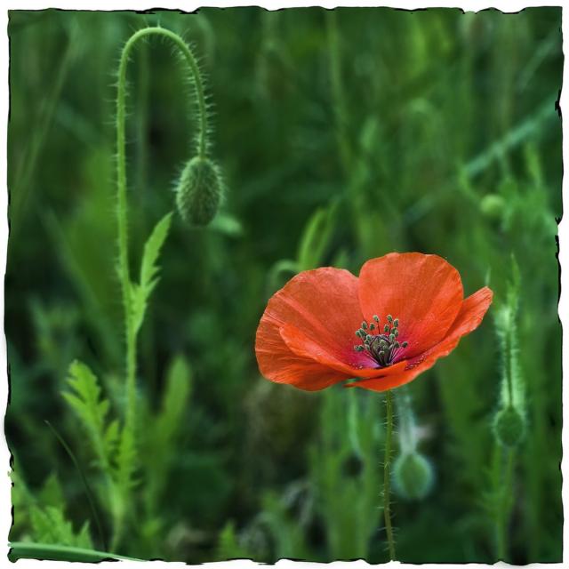 picture of poppy in orange red.jpg