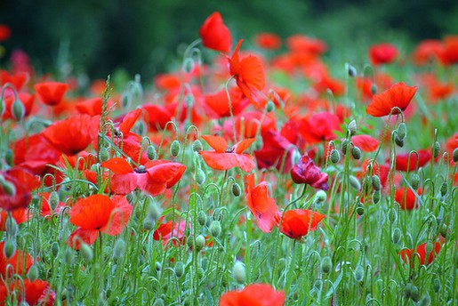 picture of poppy flowers.jpg
