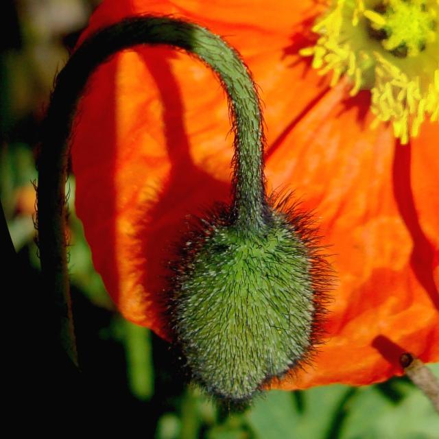 picture of poppy and bud.jpg