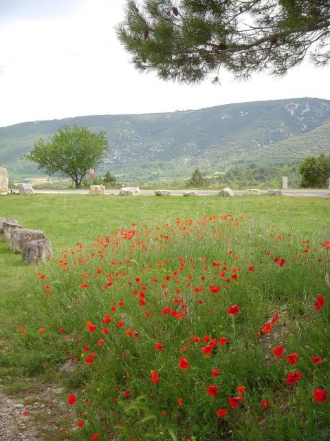 picture of popies flowers.jpg