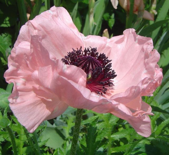 picture of Pink Poppy with dark eye.jpg