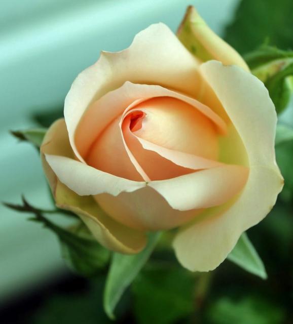 light pink rose.jpg