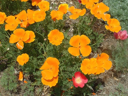 photo of garden poppies flowers.jpg