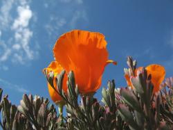 photo of California poppies.jpg
