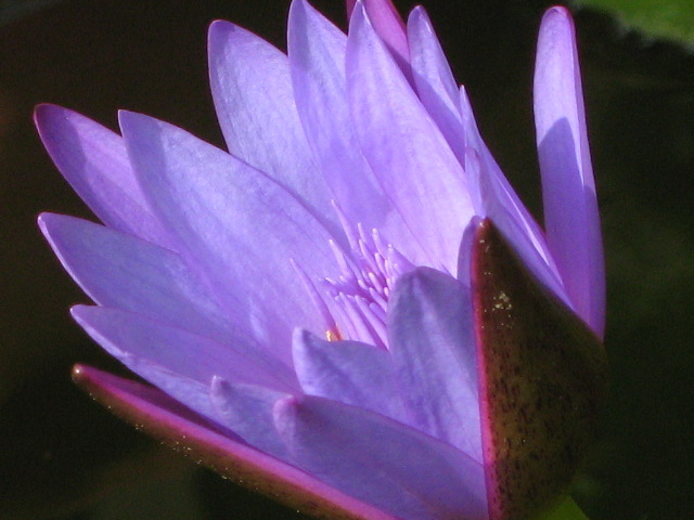 purple lotus in the morning sunlight