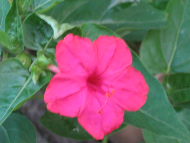 pink flower blooms in the evening with soft smell.