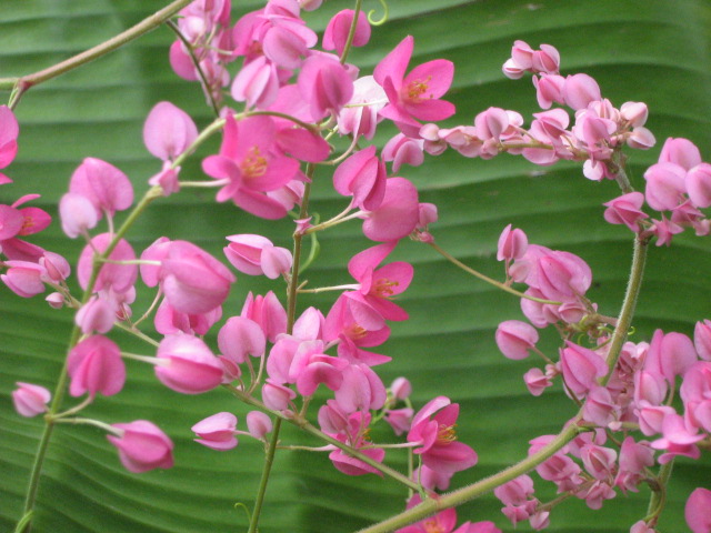 pink vine and green banana leaf