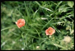 peach poppy flower.jpg