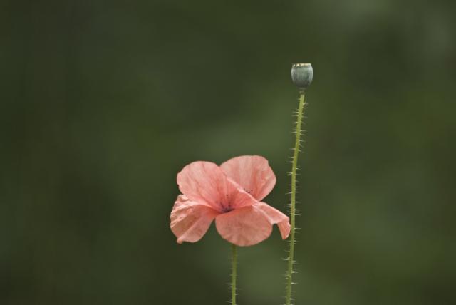 peach Klatschmohn-Corn Poppy.jpg