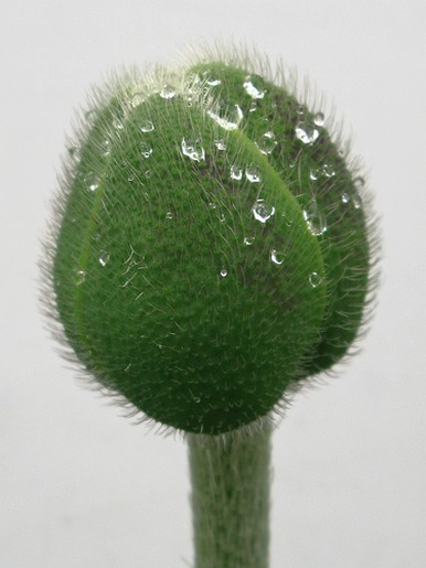 Oriental Poppy Bud picture.jpg