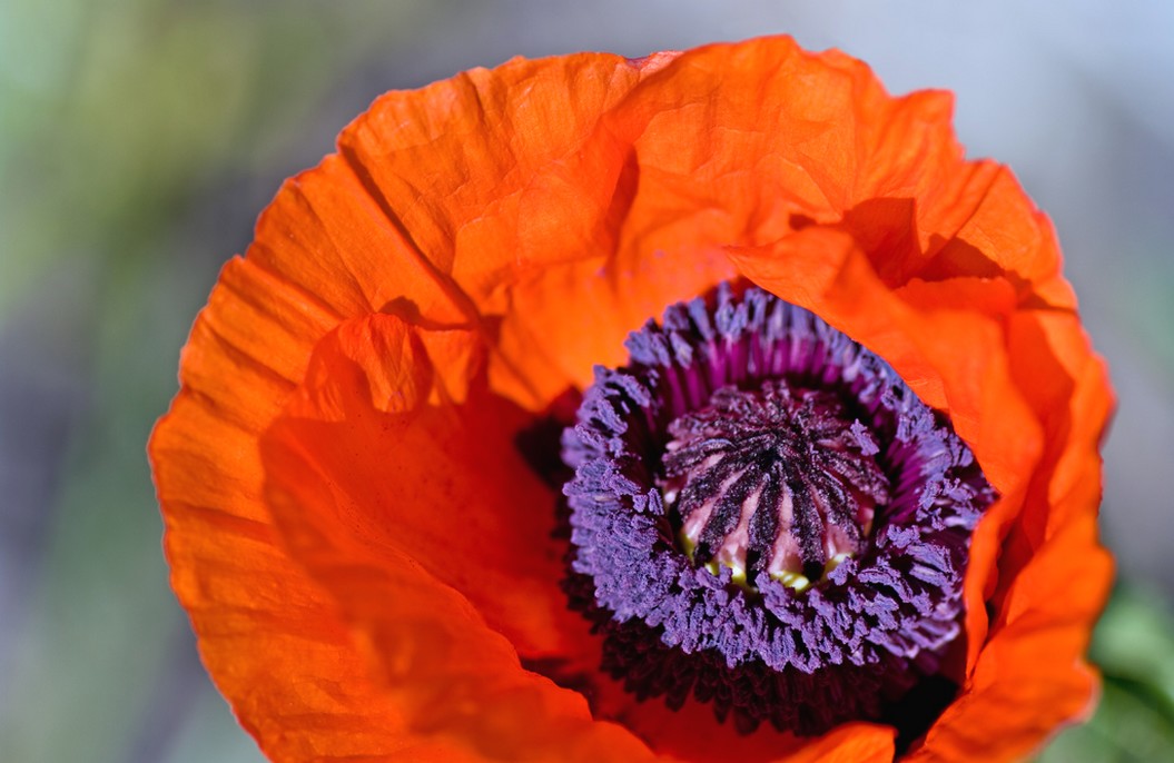 Orange Poppy with purple eye.jpg