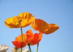 orange poppies.jpg