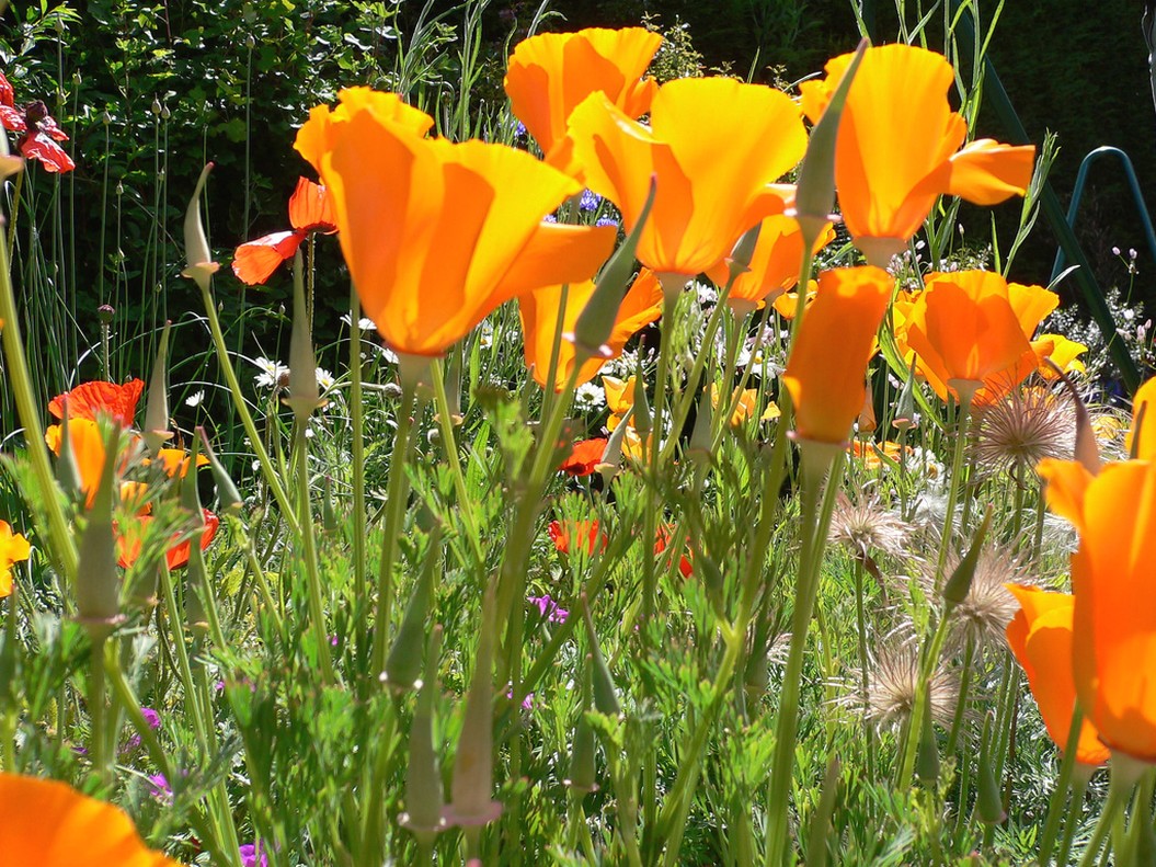 orange poppies with other flowers.jpg