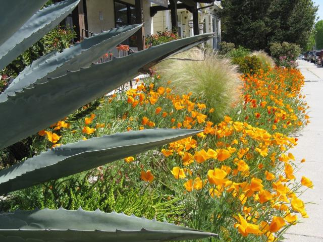 ladscape flowers picture with poppies.jpg