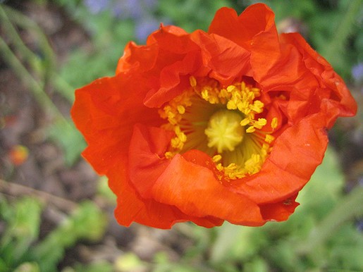 Iceland poppy picture.jpg