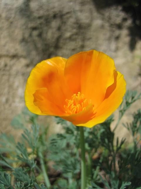 golden yellow poppy picture.jpg
