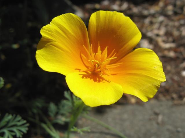 golden poppy flower photo.jpg