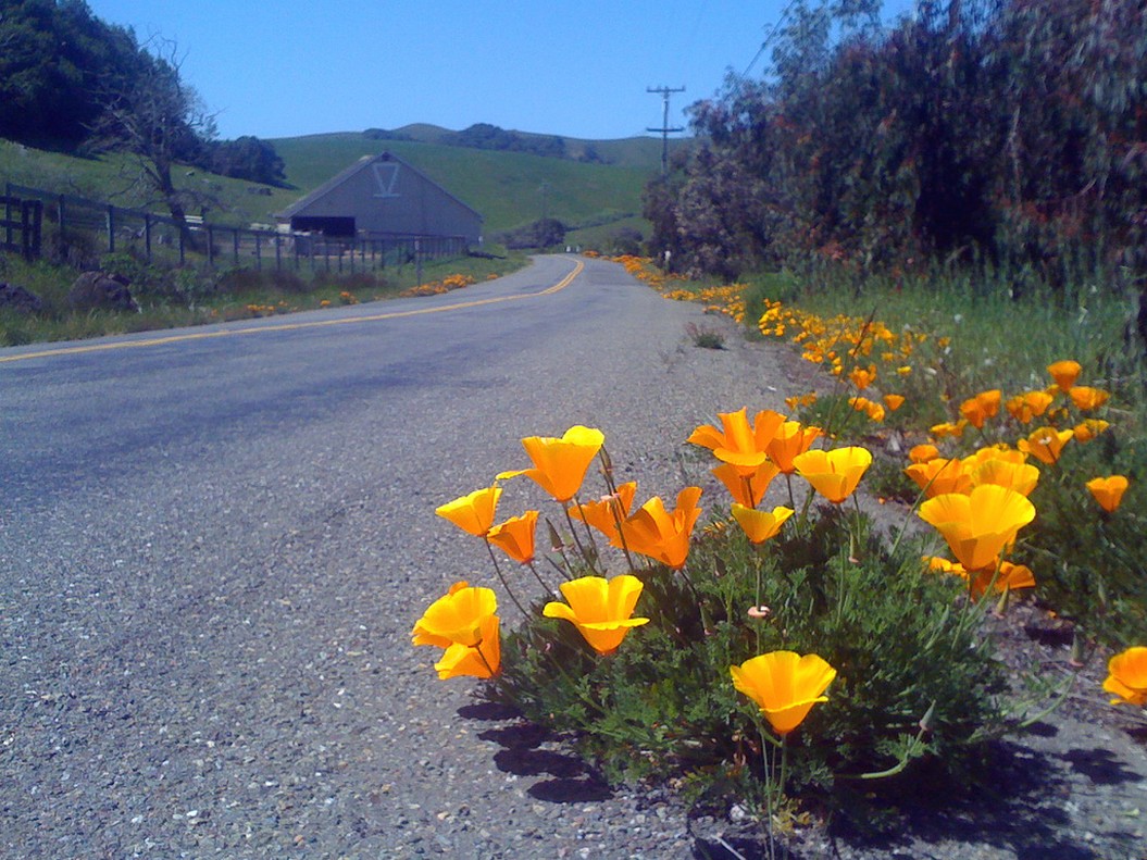 golden poppies on side road.jpg