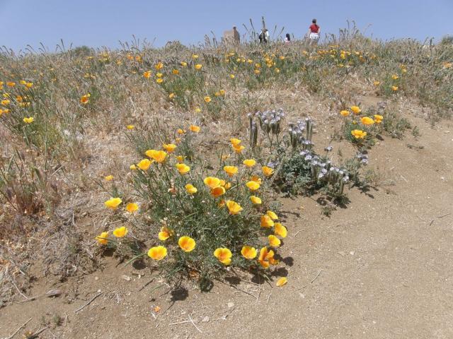 golden poppies on beach.jpg