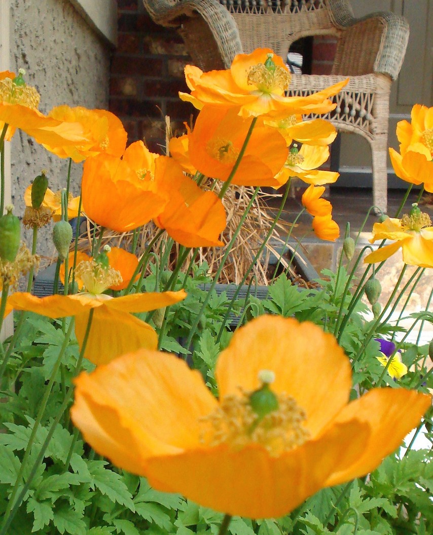 golden orange poppies.jpg