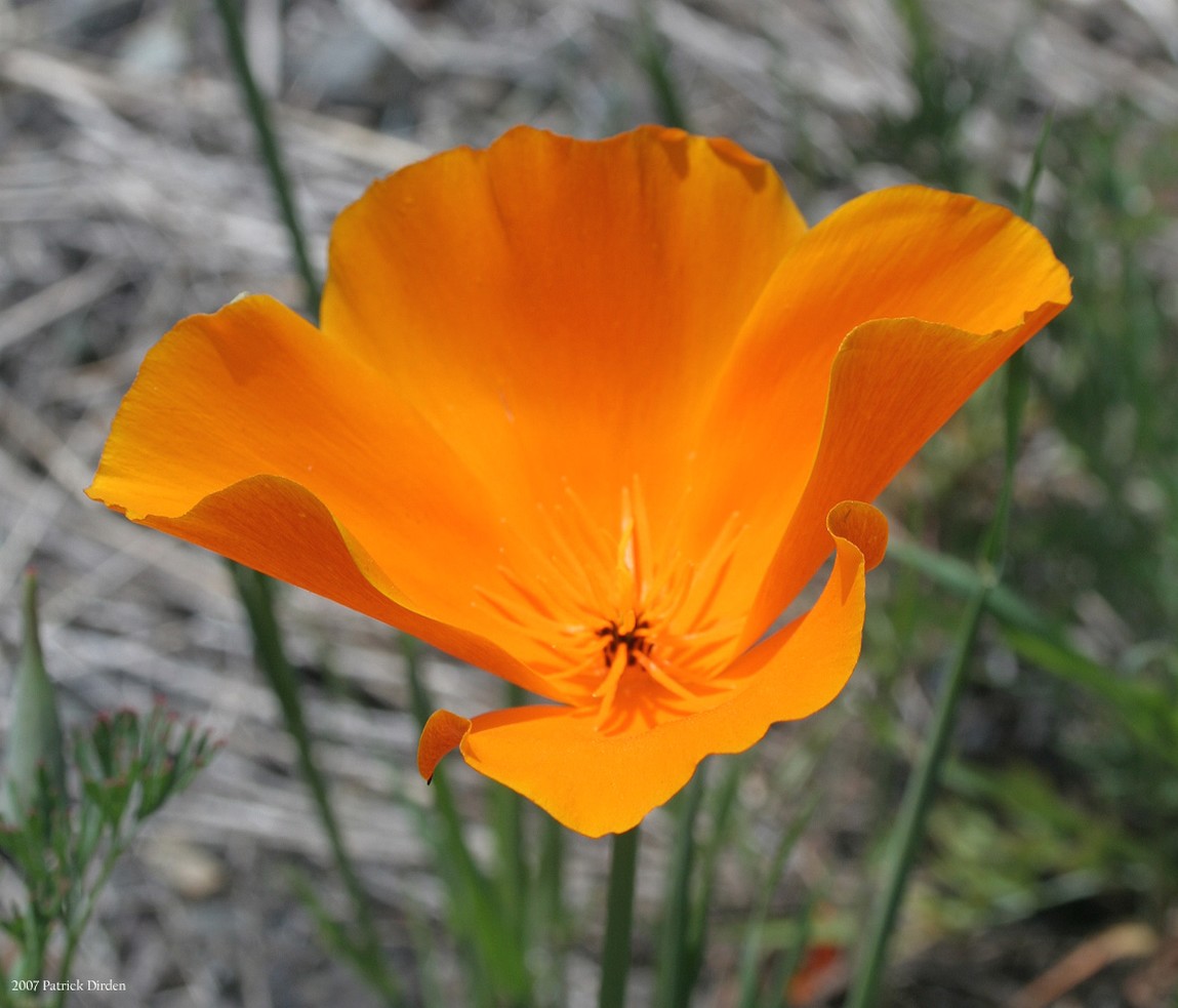 golden orange California poppy.jpg
