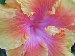 Beautiful tropical flower.jpg