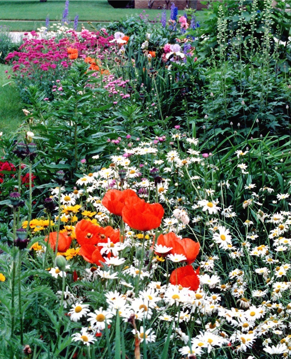 garden flowers with poppies and others.jpg