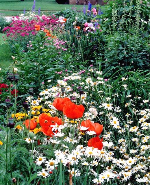 garden flowers with poppies and others.jpg