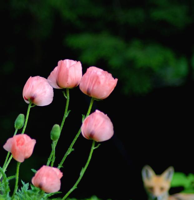Foxy poppies in pink.jpg
