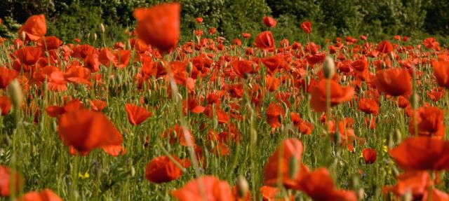 flowers field with poppies.jpg