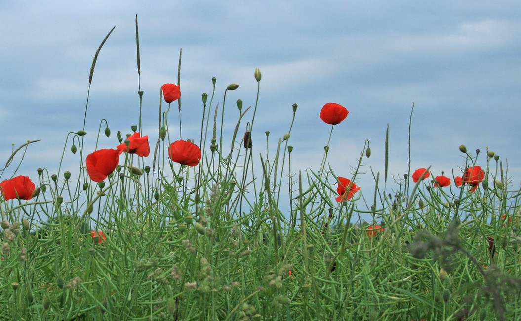 field poppy flowers.jpg