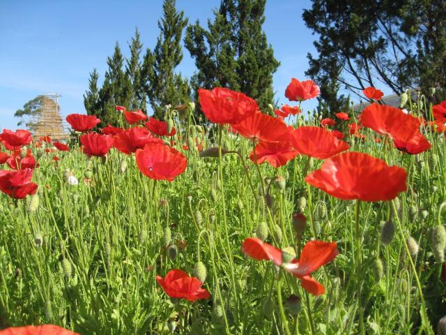 field poppies picture.jpg