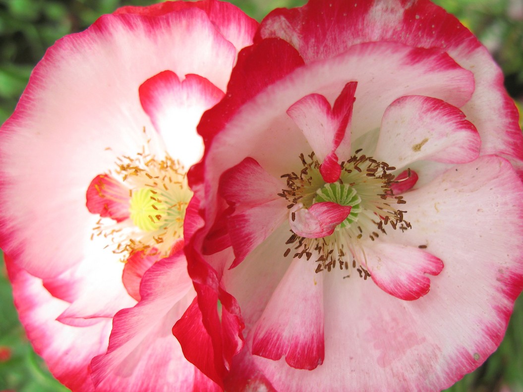Corn poppies.jpg
