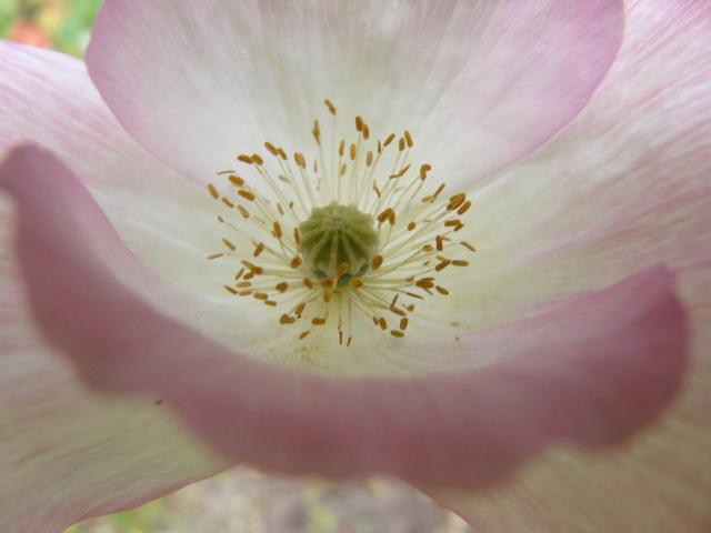close up poppy flower.jpg