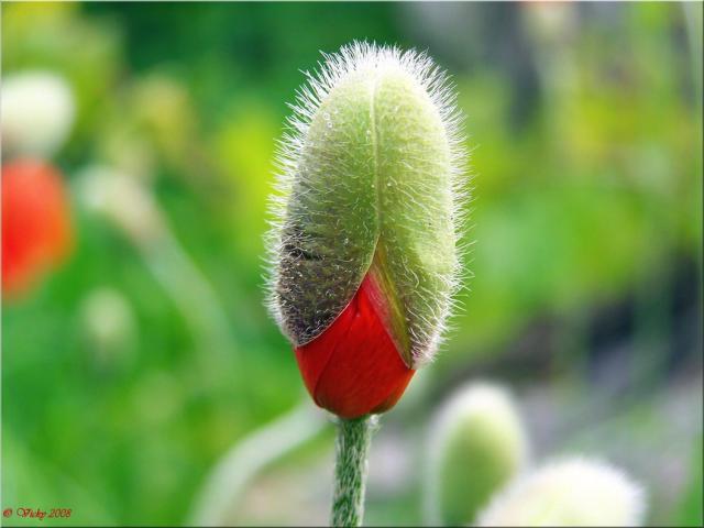 close up picture of Poppy bud red.jpg