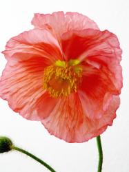 Champagne Bubble Poppy in orange red.jpg