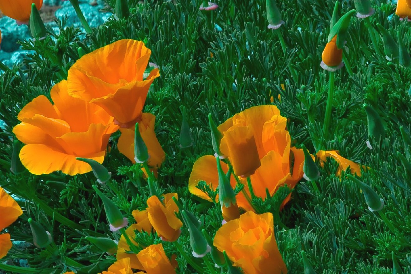 California Poppies in bright orange.jpg