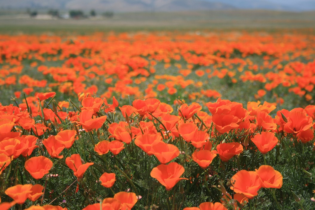 California Poppies field in orange red.jpg