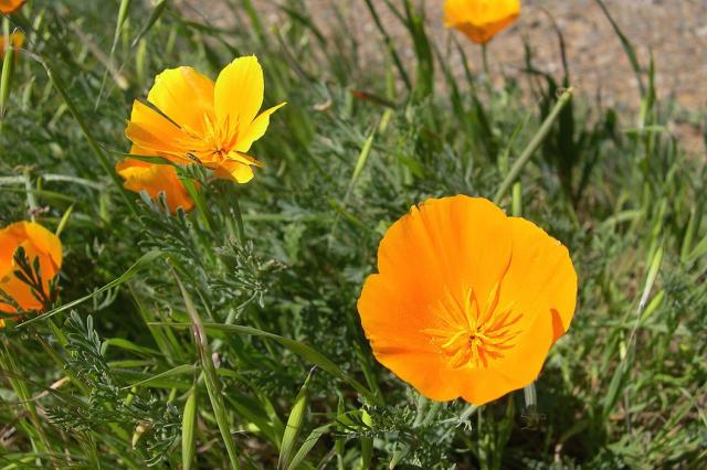 California poppies  in orange.jpg