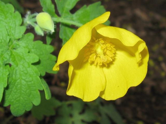 bright yellow poppy flower photo.jpg