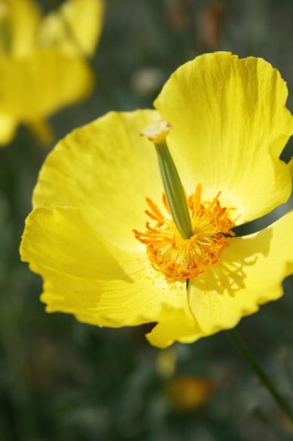 bright yellow poppies picture.jpg