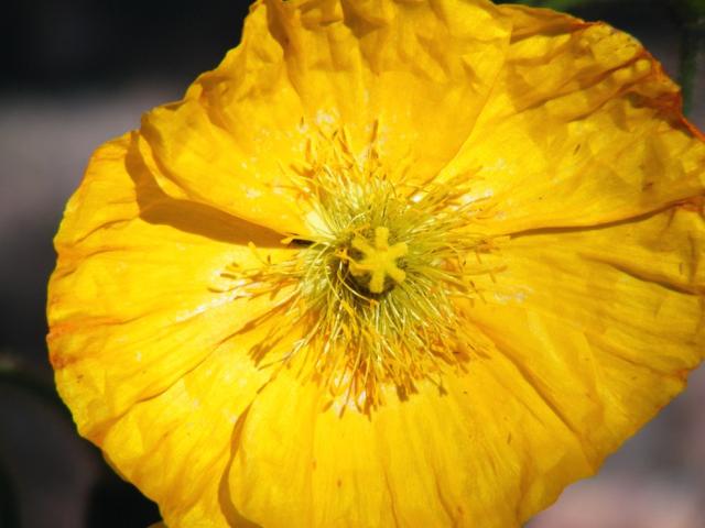 bright Yellow flower poppy.jpg
