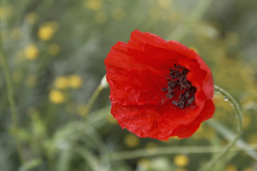 bright red poppy.jpg