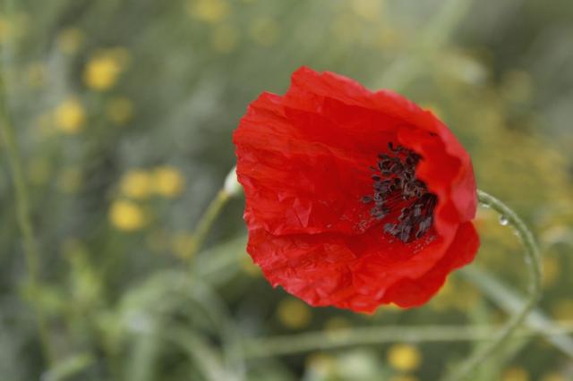 bright red poppy.jpg