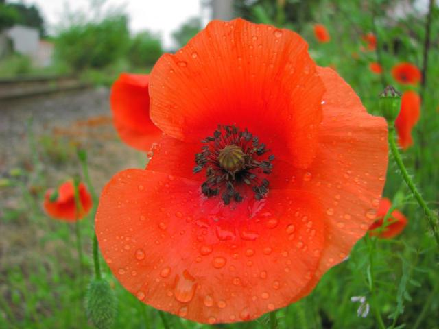 bright red poppy flowers pic.jpg